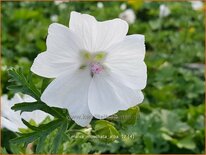 Malva moschata &#39;Alba&#39;