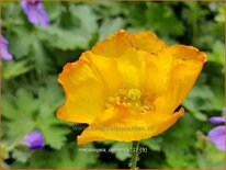 Meconopsis cambrica