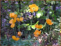 Meconopsis cambrica