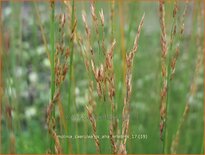 Molinia caerulea 'JS Aha-Erlebnis'