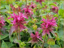 Monarda 'Dancing Bird'