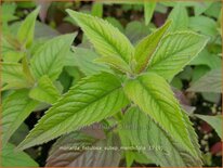 Monarda fistulosa subsp. menthifolia