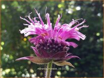 Monarda 'Mohawk'