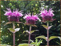 Monarda 'Mohawk'