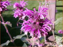 Monarda 'Mohawk'