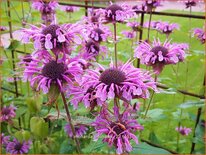 Monarda 'Mohawk'