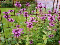 Monarda 'Mohawk'