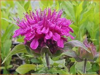 Monarda 'Purple Lace'