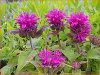 Monarda 'Purple Lace'