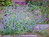 Nepeta faassenii &#39;Dropmore&#39;