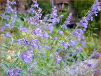 Nepeta faassenii &#39;Dropmore&#39;