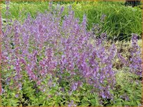 Nepeta grandiflora &#39;Wild Cat&#39;