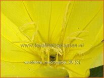 Oenothera macrocarpa