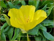 Oenothera macrocarpa