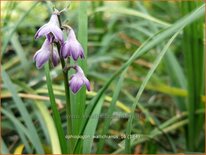 Ophiopogon wallichianus