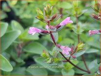 Origanum laevigatum 'Aromaticum'