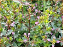 Origanum laevigatum 'Aromaticum'