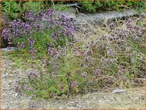 Origanum vulgare