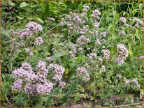 Origanum vulgare