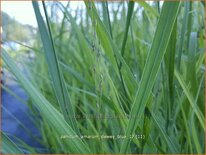 Panicum amarum 'Dewey Blue'