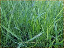 Panicum amarum 'Dewey Blue'