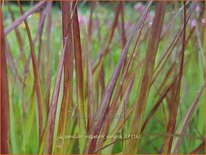 Panicum virgatum 'Sangria'