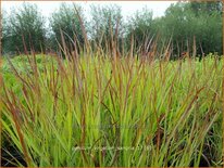 Panicum virgatum 'Sangria'