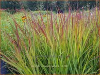 Panicum virgatum 'Sangria'