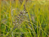 Pennisetum alopecuroides &#39;Jommenik&#39;