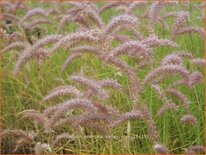 Pennisetum orientale 'Karley Rose'