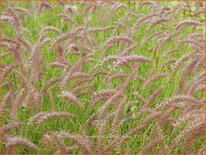 Pennisetum orientale 'Karley Rose'