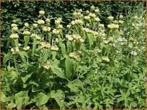 Phlomis russeliana