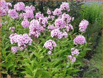 Phlox &#39;Bright Eyes&#39;