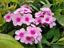 Phlox &#39;Bright Eyes&#39;