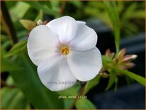 Phlox 'Delta'