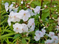 Phlox 'Delta'