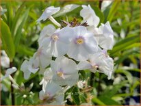 Phlox 'Delta'