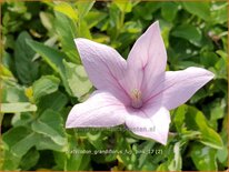 Platycodon grandiflorus 'Fuji Pink'