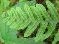 Polypodium vulgare