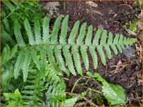 Polystichum munitum