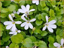 Pratia angulata &#39;Treadwellii&#39;