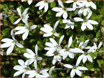 Pratia angulata &#39;Treadwellii&#39;