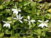 Pratia angulata &#39;Treadwellii&#39;