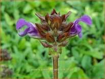 Prunella grandiflora 'Bella Blue'