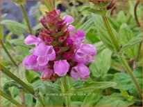 Prunella grandiflora 'Rubra'