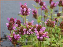 Prunella grandiflora 'Rubra'