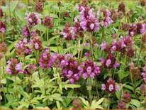 Prunella grandiflora 'Rubra'