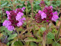 Prunella grandiflora 'Rubra'