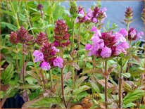 Prunella grandiflora 'Rubra'