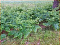 Pteridium aquilinum